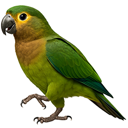 Brown-throated Parakeet